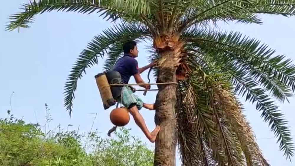 date plam jaggery making process